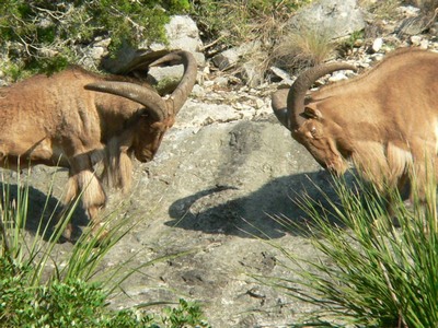 Hill Country Nature Quest - The Best Birding and all-round Nature Festival in Central Texas