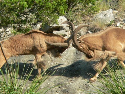 Hill Country Nature Quest - The Best Birding and all-round Nature Festival in Central Texas