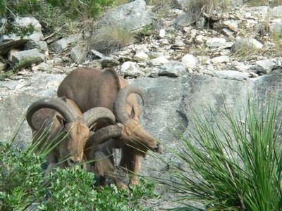 Hill Country Nature Quest - The Best Birding and all-round Nature Festival in Central Texas