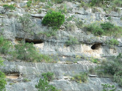 Hill Country Nature Quest - The Best Birding and all-round Nature Festival in Central Texas