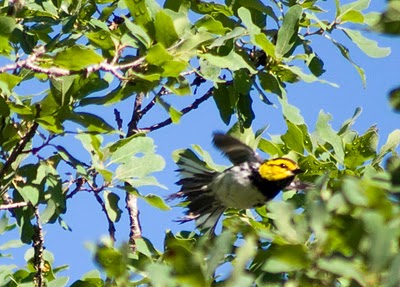 Hill Country Nature Quest - The Best Birding and all-round Nature Festival in Central Texas