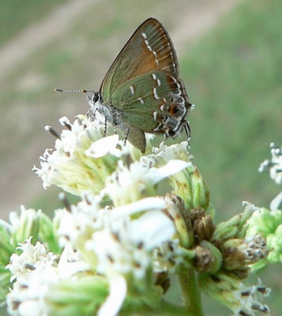 Hill Country Nature Quest - The Best Birding and all-round Nature Festival in Central Texas