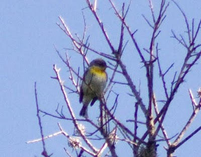 Hill Country Nature Quest - The Best Birding and all-round Nature Festival in Central Texas