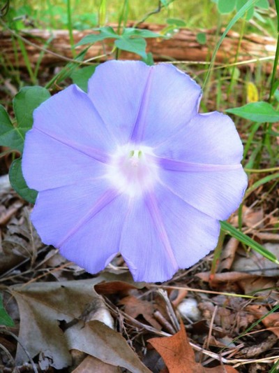 Hill Country Nature Quest - The Best Birding and all-round Nature Festival in Central Texas