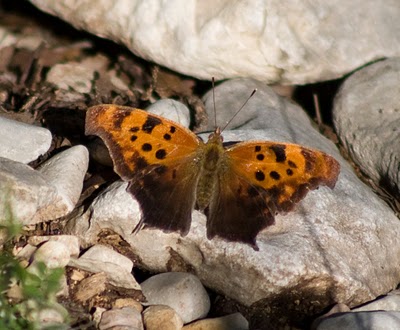 Hill Country Nature Quest - The Best Birding and all-round Nature Festival in Central Texas