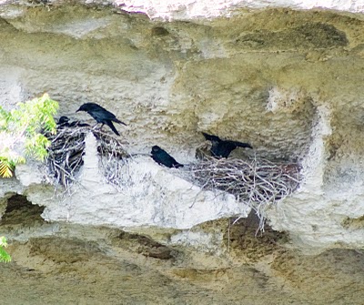 Hill Country Nature Quest - The Best Birding and all-round Nature Festival in Central Texas