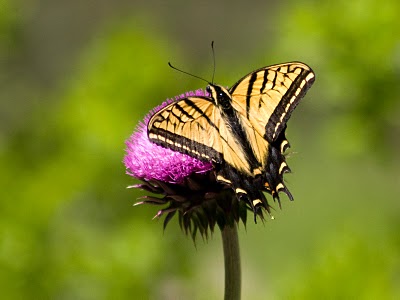 Hill Country Nature Quest - The Best Birding and all-round Nature Festival in Central Texas