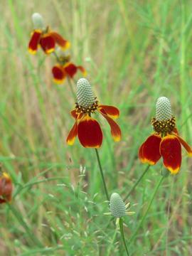 Hill Country Nature Quest - The Best Birding and all-round Nature Festival in Central Texas