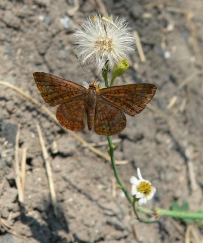 Hill Country Nature Quest - The Best Birding and all-round Nature Festival in Central Texas