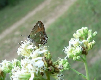 Hill Country Nature Quest - The Best Birding and all-round Nature Festival in Central Texas