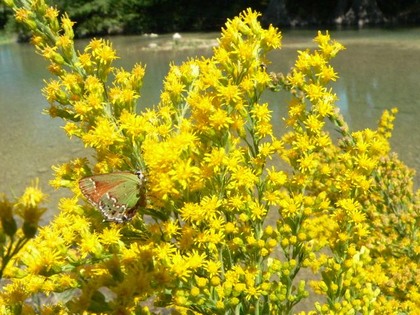 Hill Country Nature Quest - The Best Birding and all-round Nature Festival in Central Texas