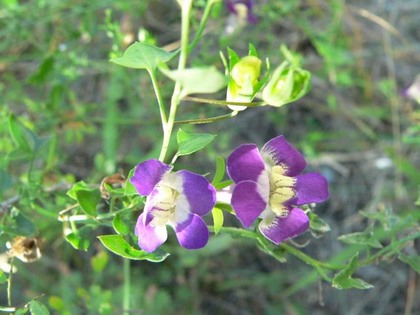 Hill Country Nature Quest - The Best Birding and all-round Nature Festival in Central Texas