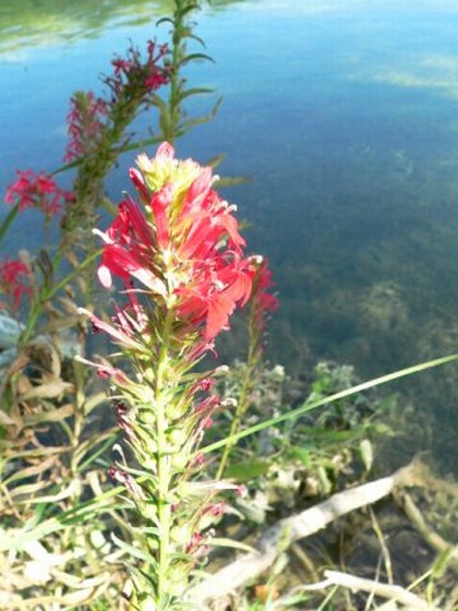 Hill Country Nature Quest - The Best Birding and all-round Nature Festival in Central Texas