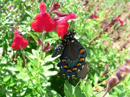 Hill Country Nature Quest - The Best Birding and all-round Nature Festival in Central Texas