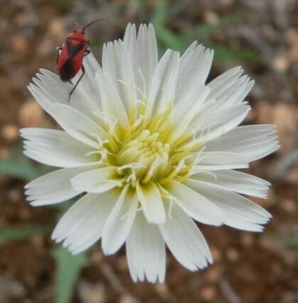 Hill Country Nature Quest - The Best Birding and all-round Nature Festival in Central Texas