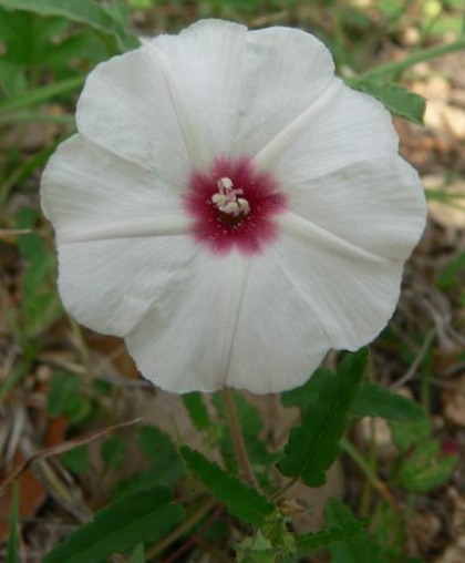 Hill Country Nature Quest - The Best Birding and all-round Nature Festival in Central Texas