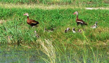 Hill Country Adventures - Birding, Kayaking, Frio Bat Flight