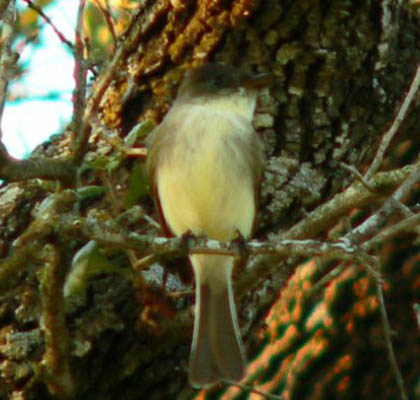 Hill Country Adventures - Birding, Kayaking, Frio Bat Flight