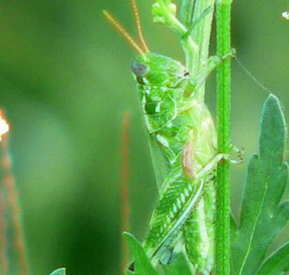 Hill Country Adventures - Birding, Kayaking, Frio Bat Flight