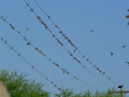 Hill Country Adventures - Birding, Kayaking, Frio Bat Flight