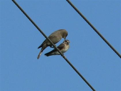 Hill Country Adventures - Birding, Kayaking, Frio Bat Flight