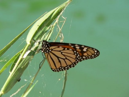 Hill Country Adventures - Birding, Kayaking, Frio Bat Flight