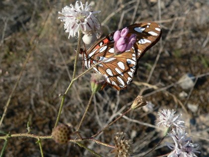 Hill Country Adventures - Birding, Kayaking, Frio Bat Flight