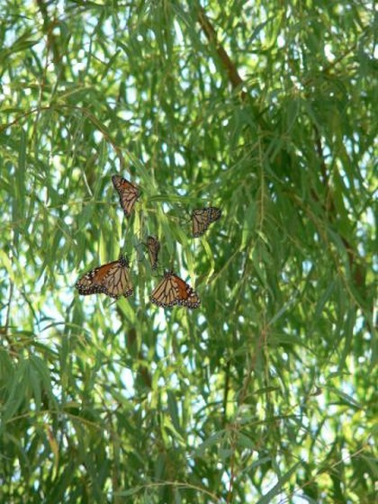 Hill Country Adventures - Birding, Kayaking, Frio Bat Flight