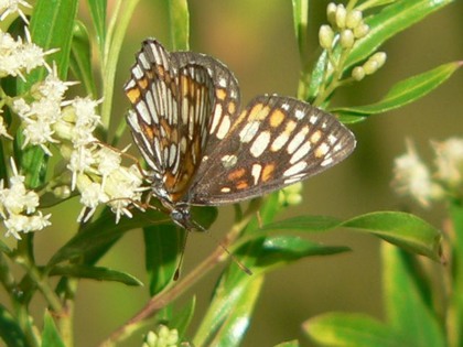 Hill Country Adventures - Birding, Kayaking, Frio Bat Flight