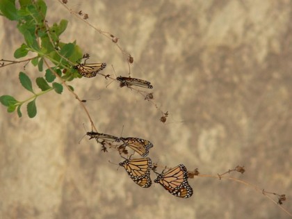 Hill Country Adventures - Birding, Kayaking, Frio Bat Flight