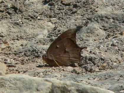 Hill Country Adventures - Birding, Kayaking, Frio Bat Flight