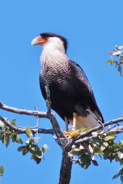 Hill Country Nature Quest - The Best Birding and all-round Nature Festival in Central Texas