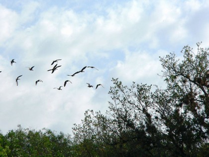 Hill Country Nature Quest - The Best Birding and all-round Nature Festival in Central Texas