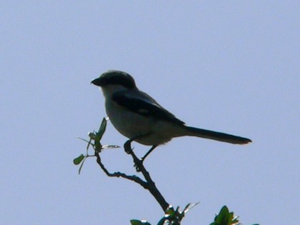 Hill Country Nature Quest - The Best Birding and all-round Nature Festival in Central Texas