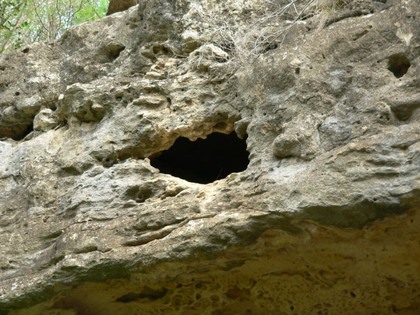 Hill Country Nature Quest - The Best Birding and all-round Nature Festival in Central Texas