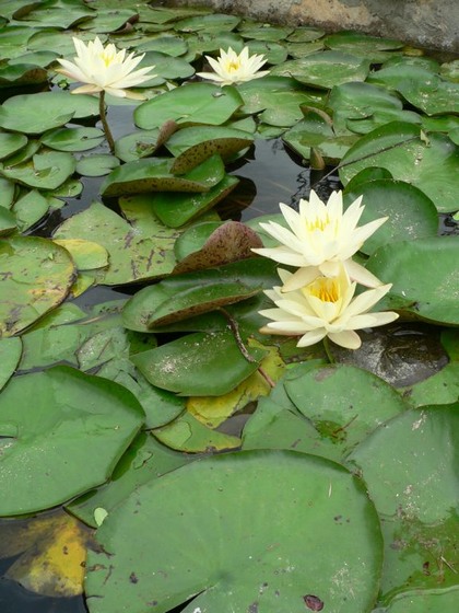 Hill Country Nature Quest - The Best Birding and all-round Nature Festival in Central Texas