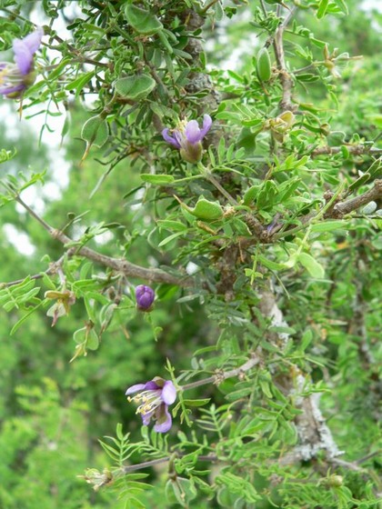 Hill Country Nature Quest - The Best Birding and all-round Nature Festival in Central Texas