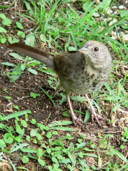 Hill Country Nature Quest - The Best Birding and all-round Nature Festival in Central Texas