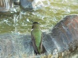 hummingbirds