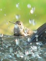 hummingbirds