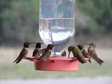 hummingbirds