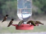 hummingbirds