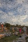 Mexican free-tailed bats