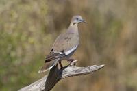 White-winged dove