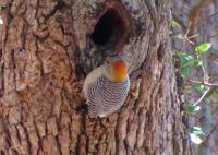 Golden-fronted Woodpecker