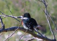 Green Kingfisher