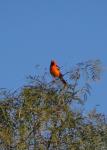 Hooded Oriole