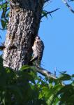 Ladderback Woodpecker