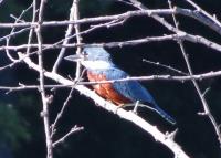 Ringed-Kingfisher