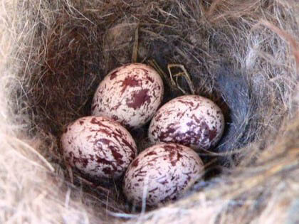 Hill Country Nature Quest - The Best Birding and all-round Nature Festival in Central Texas